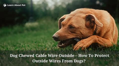 dog digs around electrical box|how to protect outside wires from dogs.